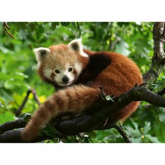 Puzzel Schattige Rode Panda 500 Stukjes